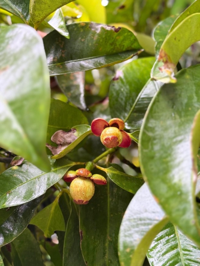 The Bentong Farm Tickets